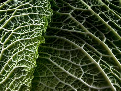 Vitamin K Benefits