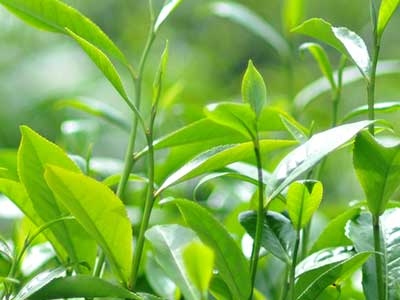 Green Tea