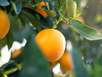 Vitamin C Benefits